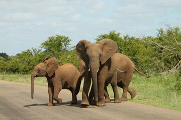 Fototapeta premium elephants in the wild