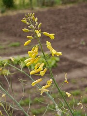 Yellow Brussels sprout flowers on a plant.
