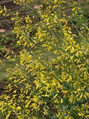 Yellow Brussels sprout flowers on a plant.
