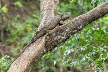 Large Iguana in tree Costa Rica