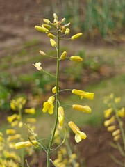 Yellow Brussels sprout flowers on a plant.
