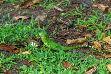 Basiliscus or Jesus lizard in grass at Costa Rica