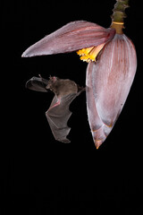 Nectar bat feeding on nectar from Banana Blossom