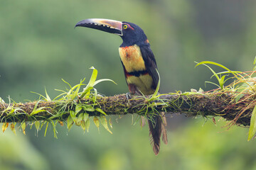 Collared aracari in Costa Rica