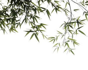 Vibrant Green Bamboo Leaves Branch Isolated on White Background