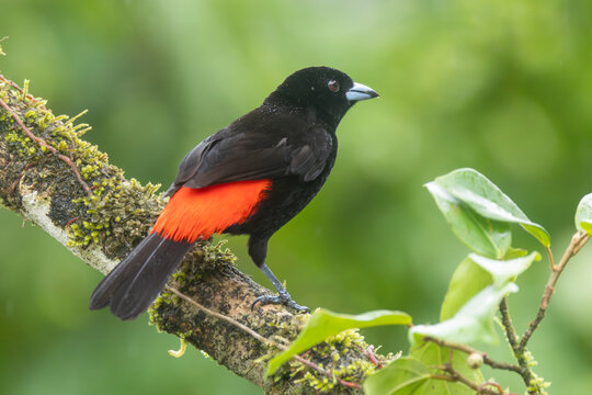 Male Scarlet-rumped or Passerini's Tanager perched in tree, Costa Rica