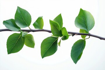 Fototapeta premium Close-up of a horizontal thin tree branch with several rich green leaves on a white background, showing natural details and texture of foliage