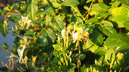 Lonicera japonica, Japanese honeysuckle and golden-and-silver honeysuckle, is a species of...