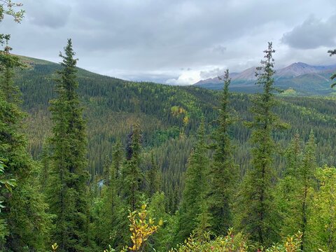 forest in the mountains