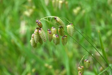 Big quaking grass (Briza maxima) flowers. Poaceae annual plants. In summer, it forms a panicle with egg-shaped spikelets at the top of the stem.