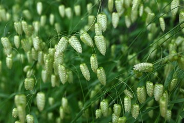Big quaking grass (Briza maxima) flowers. Poaceae annual plants. In summer, it forms a panicle with...