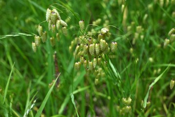 Big quaking grass (Briza maxima) flowers. Poaceae annual plants. In summer, it forms a panicle with egg-shaped spikelets at the top of the stem.