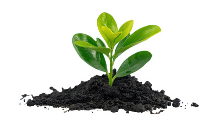Small Green Plant Growing in Soil on Transparent Background