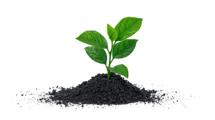 Growing Green Sprout in Soil on Transparent Background