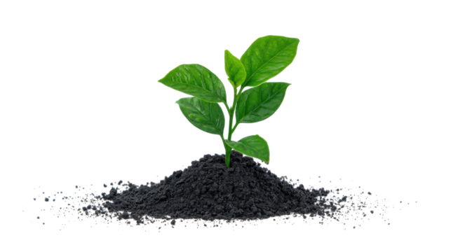 Growing Green Sprout in Soil on Transparent Background - Powered by Adobe
