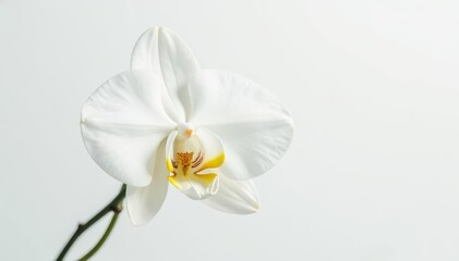 Obraz premium Delicate white orchid blossom on pure white backdrop, serenity, blossom, shot