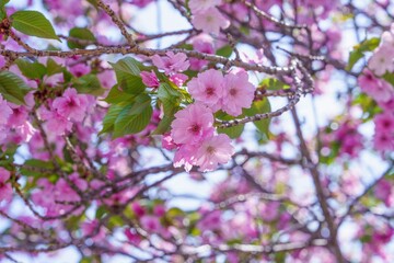 青空バックに見上げる満開のピンクの桜の花