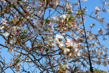 Under the Fully Bloomed Sky