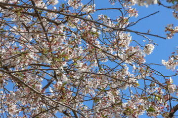 光あふれる桜並木
