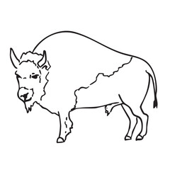 Hand drawn western vector doodle of bison, american buffalo. Line art illustrations with wild west atmosphere.