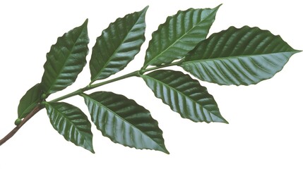 Lush Green Coffee Plant Branch with Detailed Leaves