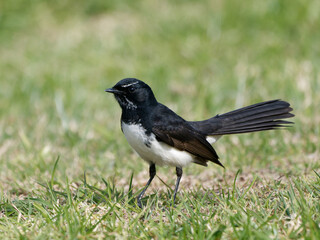 Willie Wagtail or Willy Wagtail (Rhipidura leucophrys) standing on lawn
