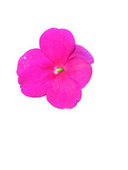 Obraz premium Vibrant Pink Flower Blossom Nature's Delicate Beauty