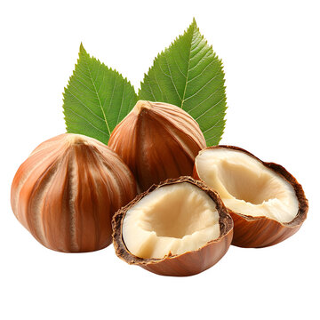 Hazelnuts with leaves, cut out