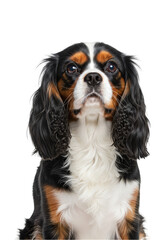 Cute Cavalier Spaniel Portrait Isolated on Transparent Background