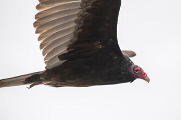 Closeup of a turkey vulture in flight.