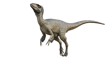 Alert Velociraptor with Striped Tail and Sharp Claws Looking Upward