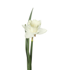 Fototapeta premium One beautiful color daffodil isolated on white