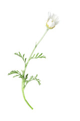 One beautiful chamomile flower on white background