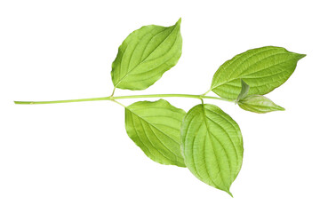 One branch with green leaves isolated on white