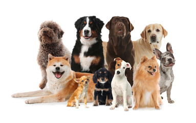 Group of cute dogs on white background