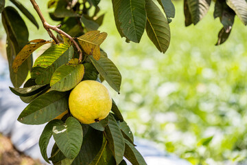 Guava fruit hanging from a branch on its tree in a farm, fresh tropical produce in its natural...