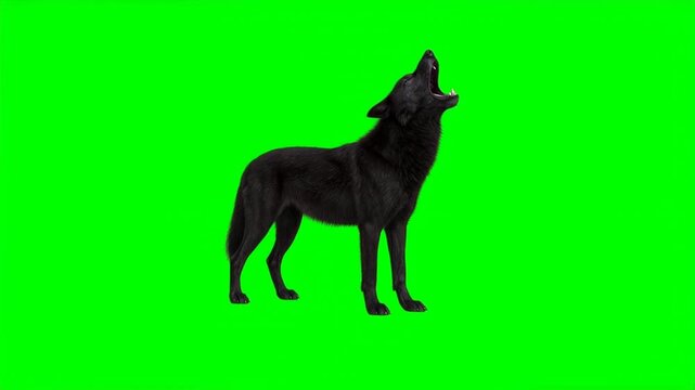 Black wolf howling on green screen background, generative AI
