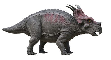 Fototapeta premium Detailed Render of a Styracosaurus with Horns and Frill Displayed