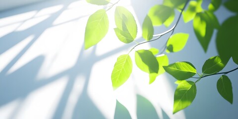 Bright Sunlight Illuminating Fresh Green Leaves Branch