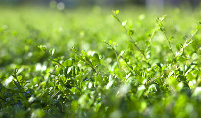 Green bokeh background of leaves