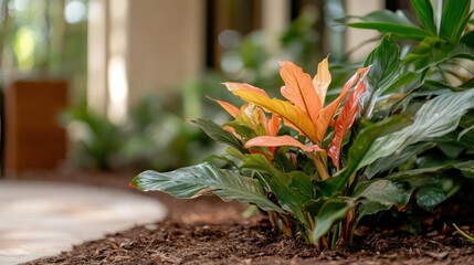 Lush Tropical Plant with Vibrant Foliage in Outdoor Setting