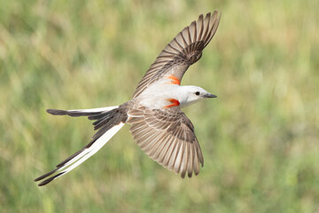 Fototapeta premium Flycatcher in flight