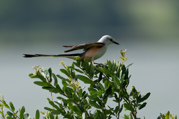 Flycatcher on a branch