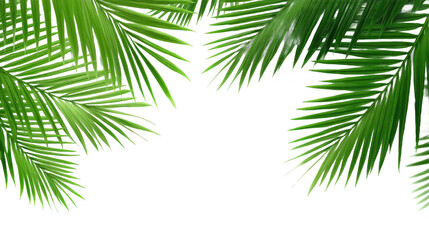 Vibrant Tropical Palm Leaves Background
