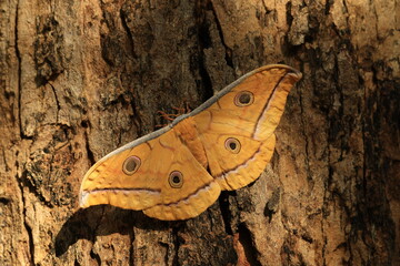 Antheraea yamamai, the Japanese silk moth or Japanese oak silk moth  is a moth of the family...