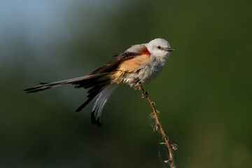 Flycatcher landing