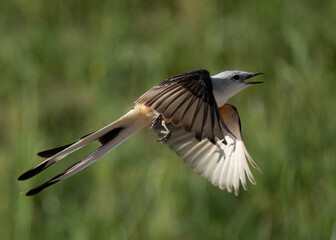 Flycatcher in flight