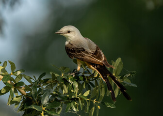 Flycatcher on a branch