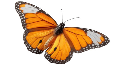 Fototapeta premium Beautiful Orange and White Butterfly in Flight