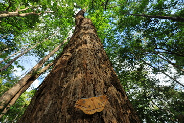 Antheraea yamamai, the Japanese silk moth or Japanese oak silk moth  is a moth of the family...